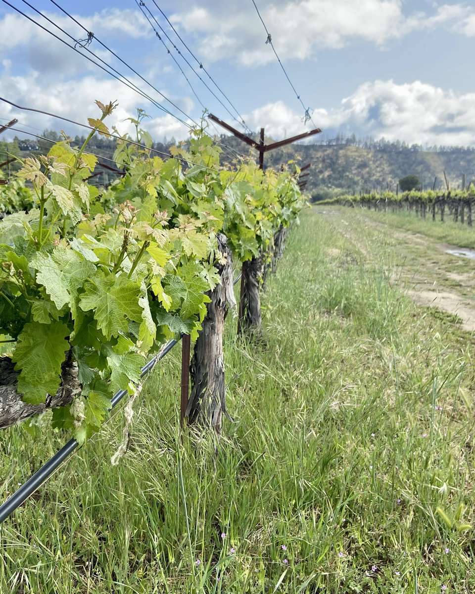 Vines in the vineyard