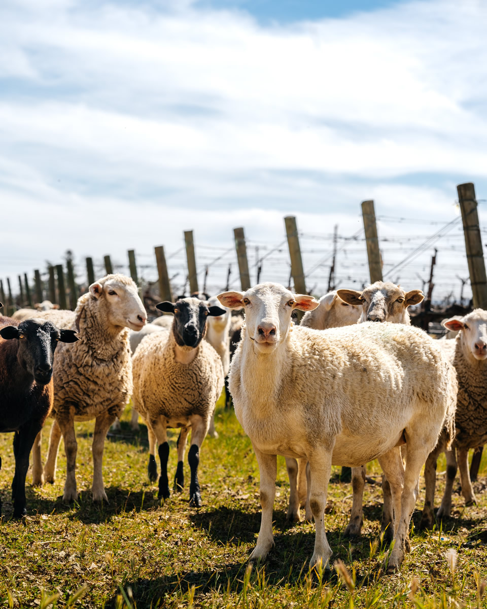 Sheep in the vineyard